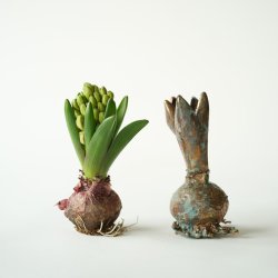 Blume Hyazinthe grnspan