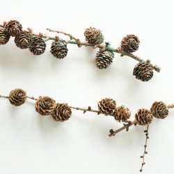 Blume Lrchenzweig gross grnspan 