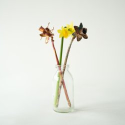 Blomst Pskelilje Tete a tete irret