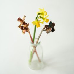 Blume Narzisse Tete a tete Kalt Kupfer