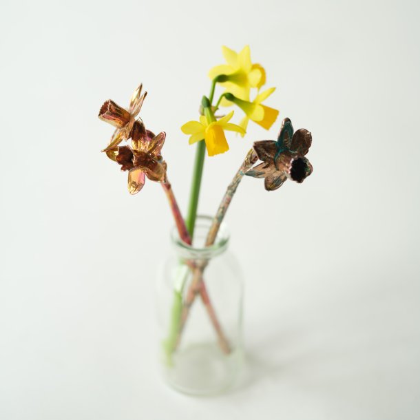 Blume Narzisse Tete a tete Kalt Kupfer