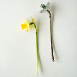 Blomst Pskelilje Tete a tete irret