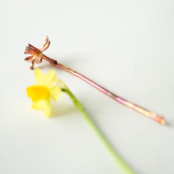 Blume Narzisse Tete a tete Kalt Kupfer