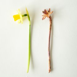 Blume Narzisse Tete a tete Kalt Kupfer
