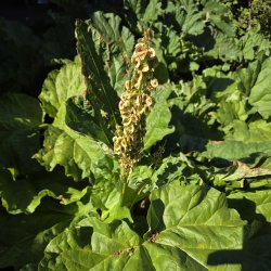 Flora Rhabarbersamen Ohrh�nger versilbert