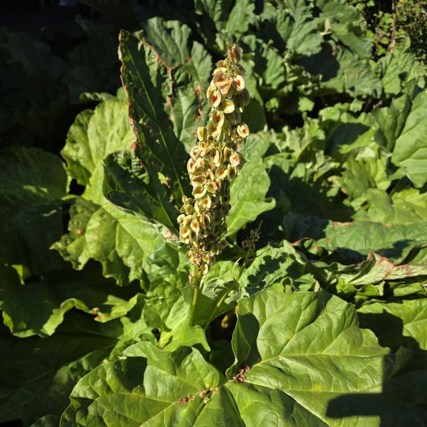 Flora Rhabarbersamen Ohrh�nger versilbert