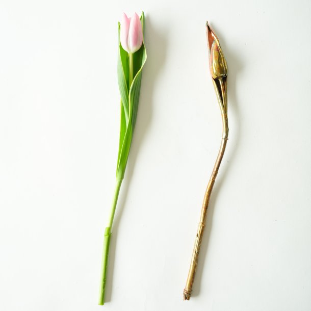 Flower Tulip Cold Copper