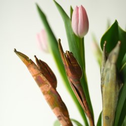 Flower Tulip Cold Copper