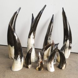 Horn Pinguin Medium 30-35 cm