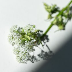 Flora Wilde Mhre Ohrhnger Versilbert