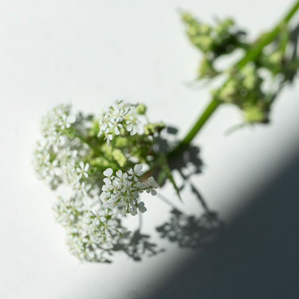 Flora vild gulerod rehnger forgyldt