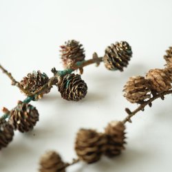 Blume Lrchenzweig gross grnspan 